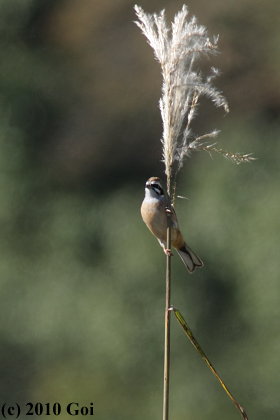 ホオジロ : A Meadow Bunting