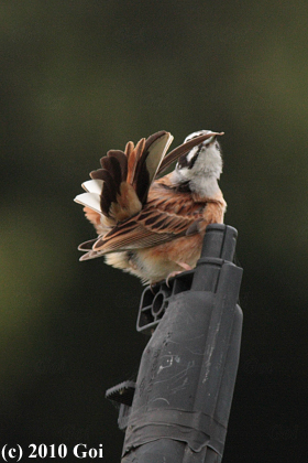 ホオジロ : A Meadow Bunting