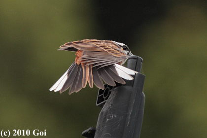 ホオジロ : A Meadow Bunting