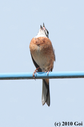 ホオジロ : A Meadow Bunting