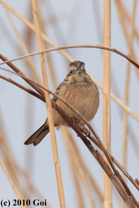 ホオジロ : A Meadow Bunting