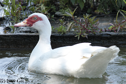 バリケン : A Muscovy Duck