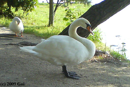 コブハクチョウ : A Mute Swan