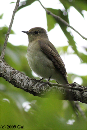 キビタキ : A Narcissus Flycatcher