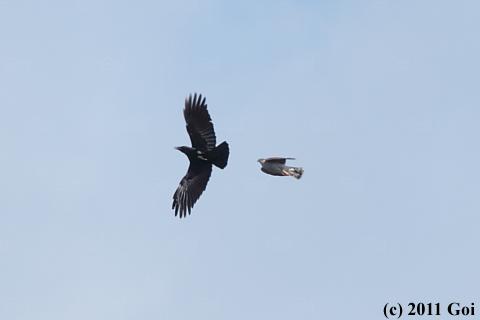 オオタカ : A Northern Goshawk