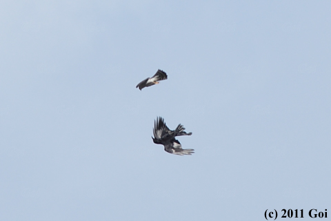 オオタカ : A Northern Goshawk