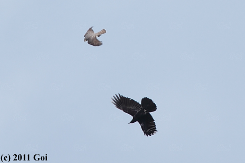 オオタカ : A Northern Goshawk