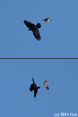 オオタカ : A Northern Goshawk