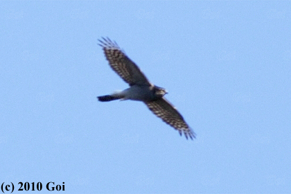 オオタカ : A Northern Goshawk