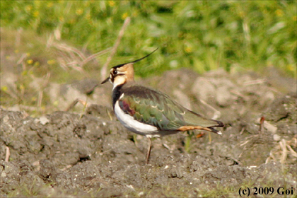 タゲリ : A Northern Lapwing