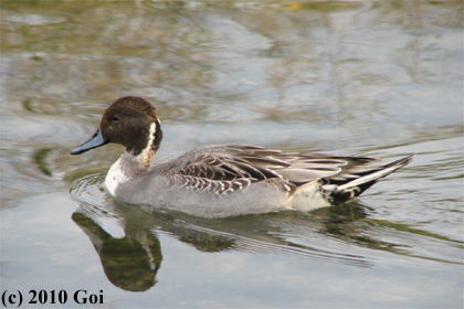 オナガガモ : A Northern Pintail