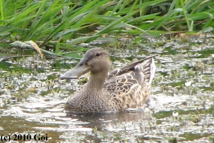 ハシビロガモ : A Northern Shoveler