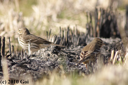 ビンズイ : Olive-backed Pipits