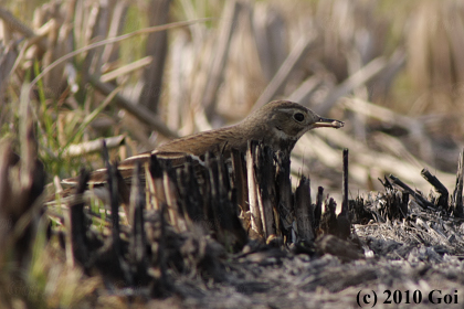 ビンズイ : An Olive-backed Pipit