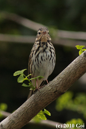 ビンズイ : An Olive-backed Pipit