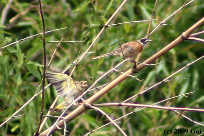 カワラヒワ : An Oriental Greenfinch