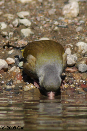 カワラヒワ : An Oriental Greenfinch