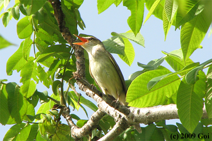 オオヨシキリ : An Oriental Reed Warbler