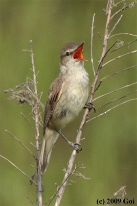 オオヨシキリ : An Oriental Reed Warbler