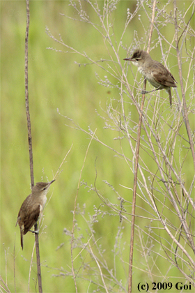 オオヨシキリ : Oriental Reed Warblers
