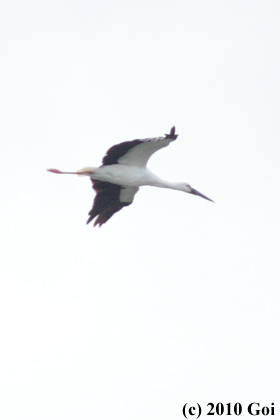 コウノトリ : An Oriental Stork