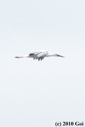 コウノトリ : An Oriental Stork
