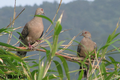 キジバト : Oriental Turtle Doves