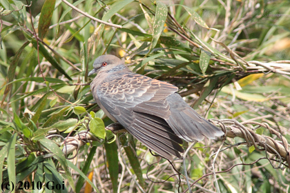 キジバト : An Oriental Turtle Dove