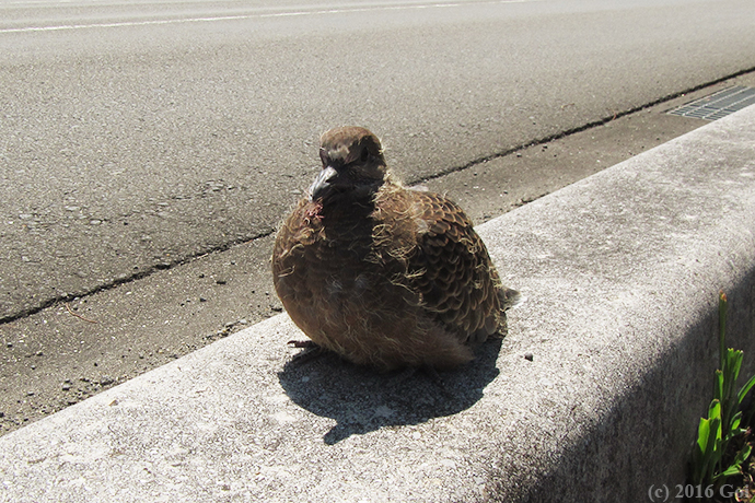 キジバト : An Oriental Turtle Dove
