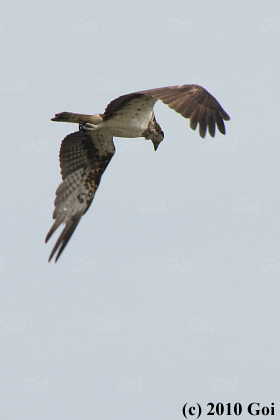 ミサゴ : An Osprey