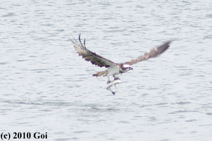 ミサゴ : An Osprey