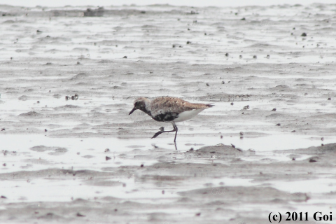 ムナグロ : A Pacific Golden Plover