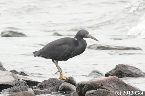 クロサギ : A Pacific Reef Egret