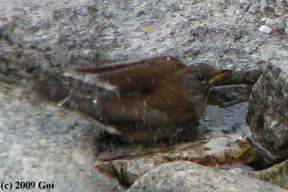 シロハラ : A Pale Thrush