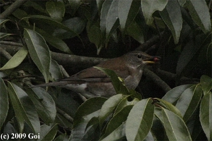 シロハラ : A Pale Thrush