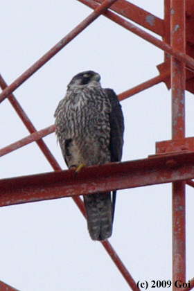 ハヤブサ : A Peregrine Falcon