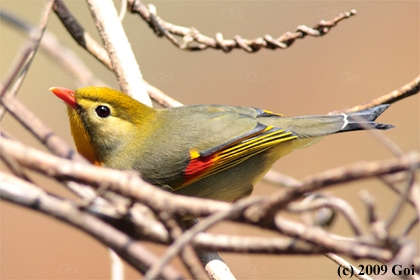 ソウシチョウ : A Red-billed Leiothrix