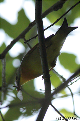 ソウシチョウ : A Red-billed Leiothrix