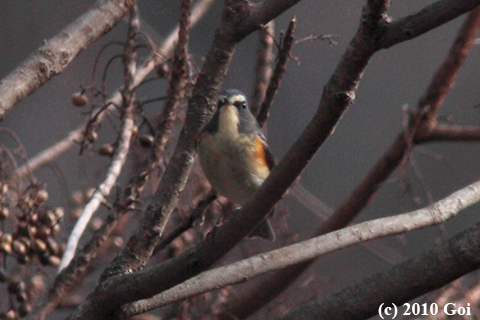 ルリビタキ : A Red-flanked Bluetail