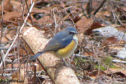 ルリビタキ : A Red-flanked Bluetail