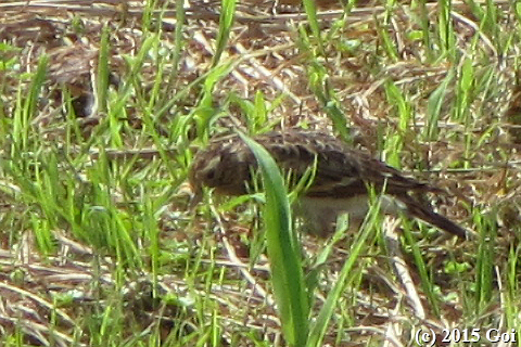 マミジロタヒバリ : A Richard's Pipit