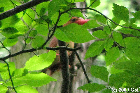 アカショウビン : A Ruddy Kingfisher