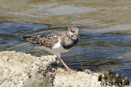 キョウジョシギ : A Ruddy Turnstone