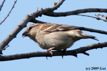 ニュウナイスズメ : A Russet Sparrow