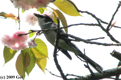 リュウキュウサンショウクイ : A Ryukyu Minivet