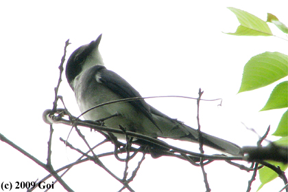 リュウキュウサンショウクイ : A Ryukyu Minivet