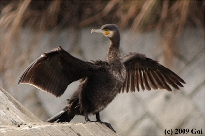 ウミウ : A Temminck's Cormorant