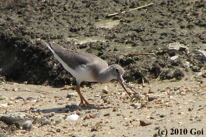 ソリハシシギ : A Terek Sandpiper