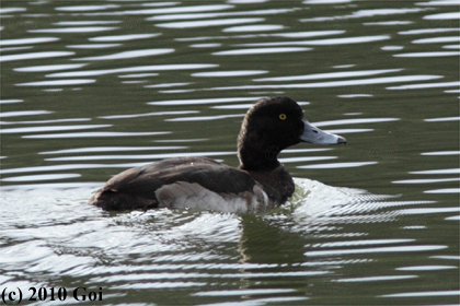 キンクロハジロ : A Tufted Duck