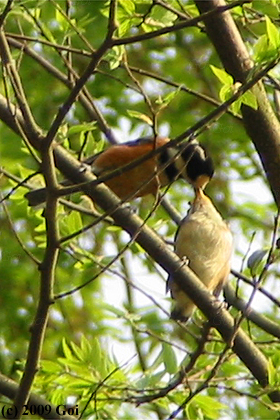 ヤマガラ : Varied Tits